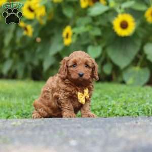 Romeo, Miniature Poodle Puppy